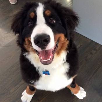 puppy training in home lessons