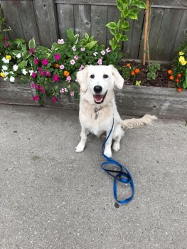 dog leash training